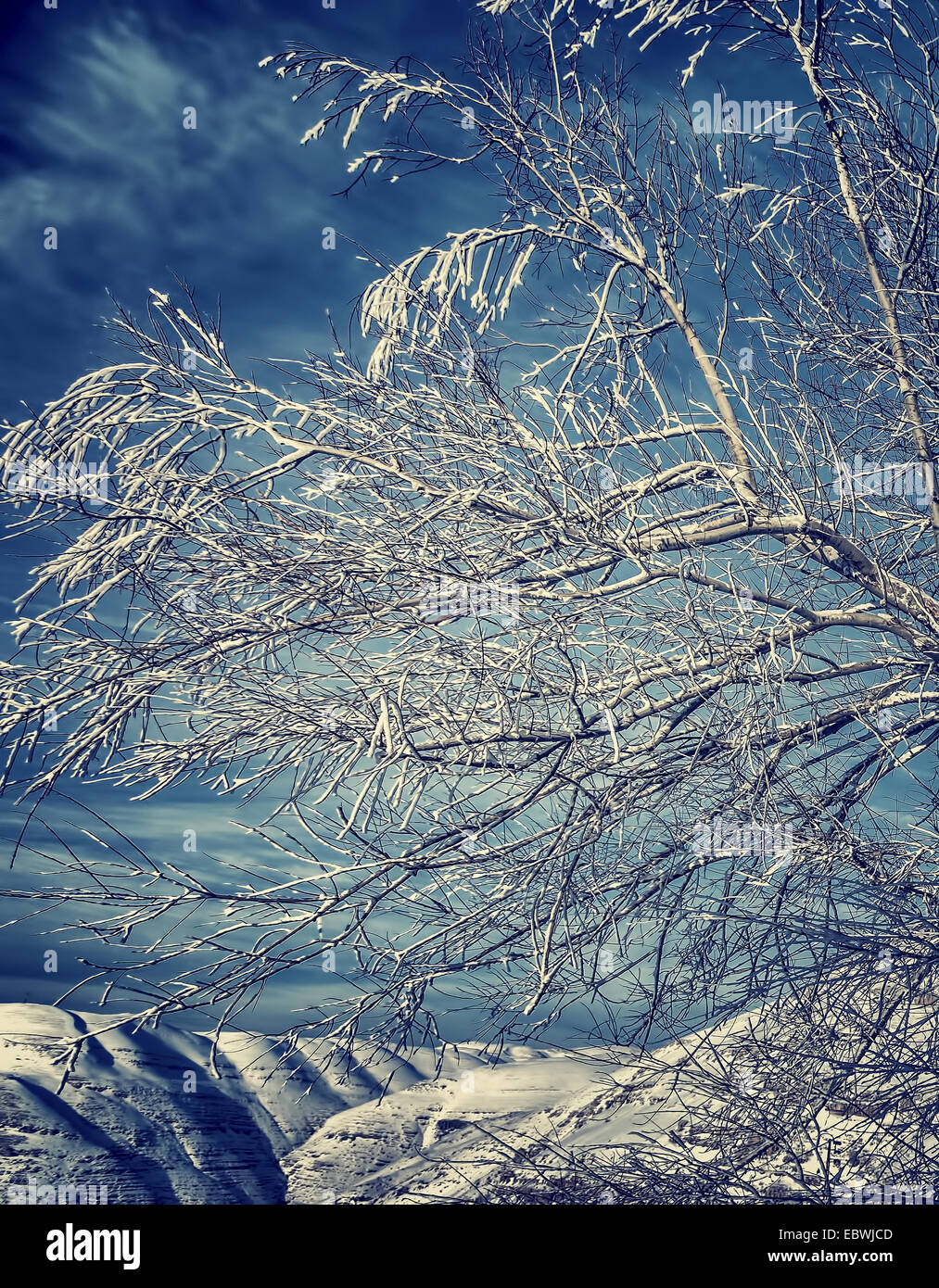 Beautiful winter landscape tree hi-res stock photography and images - Alamy