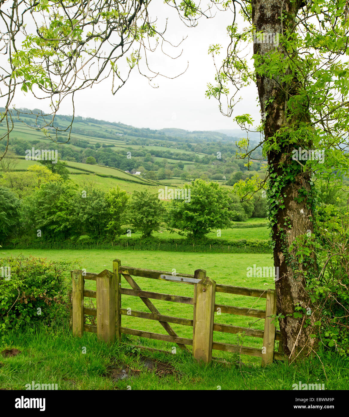 Landscape of rolling green hills and fields, trees, and hedgerows with