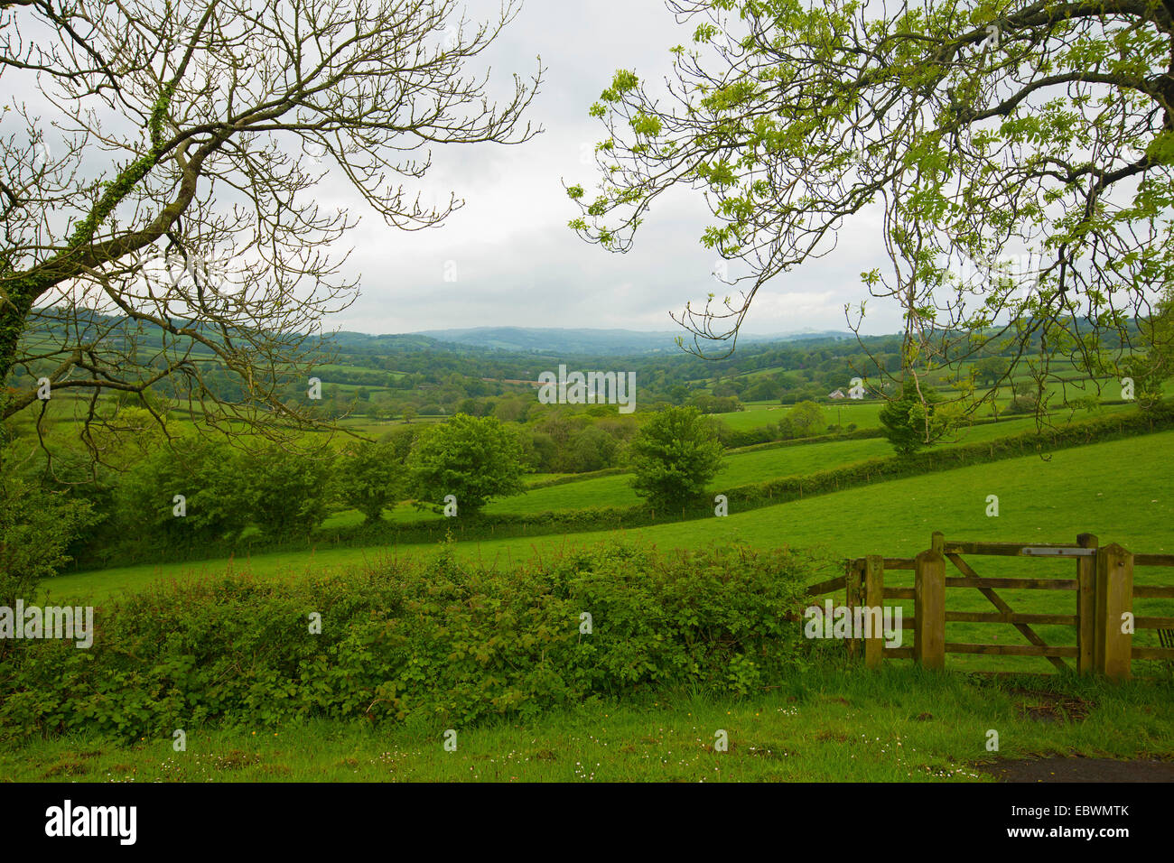 Landscape of rolling green hills and fields, trees, and hedgerows with gate in foreground near Carrig Cennen castle in Wales Stock Photo