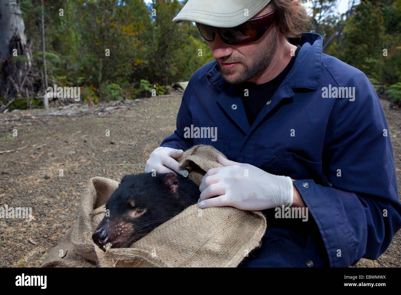 Biologist Drew Lee from Save The Tassie Devil checks mouth of wild