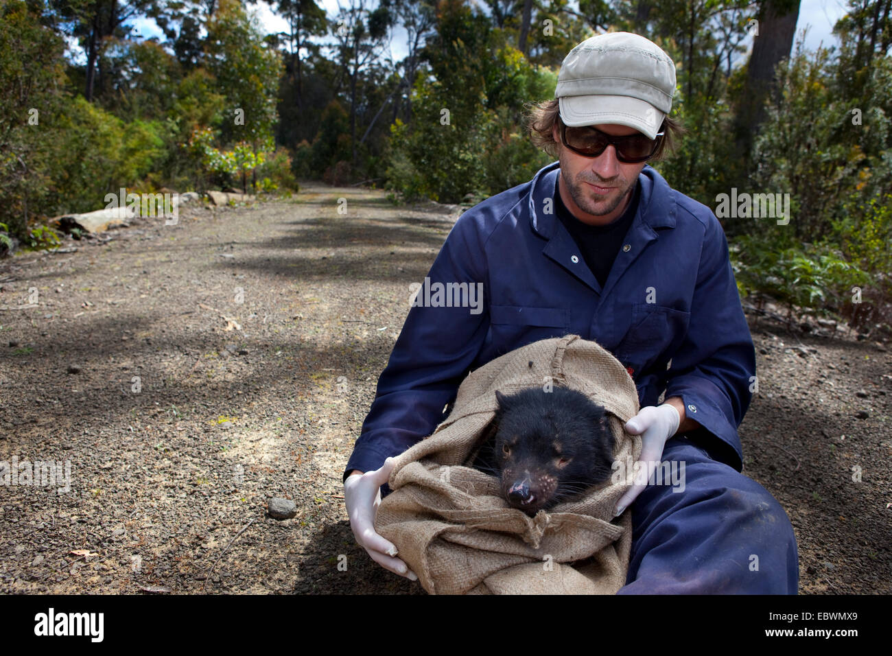 Biologist Drew Lee from Save The Tassie Devil checks mouth of wild