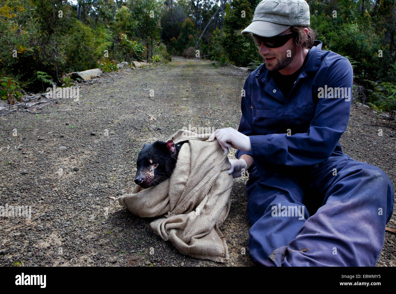 Biologist Drew Lee from Save The Tassie Devil checks mouth of wild