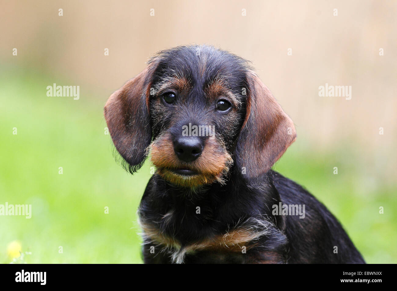 Wire haired dachshund puppy hi-res stock photography and images - Alamy