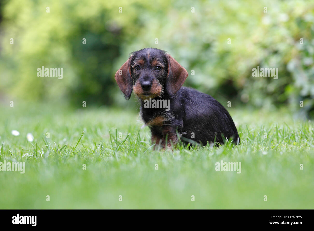 Wirehaired dachshund, puppy, 10 weeks, sitting on grass, Germany Stock