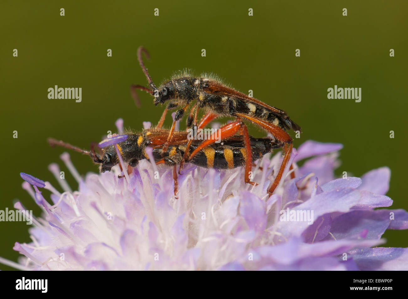 Round-necked Longhorn Beetle (Stenopterus rufus), pair mating, Berger Hang nature reserve, Frankfurt am Main, Hesse, Germany Stock Photo