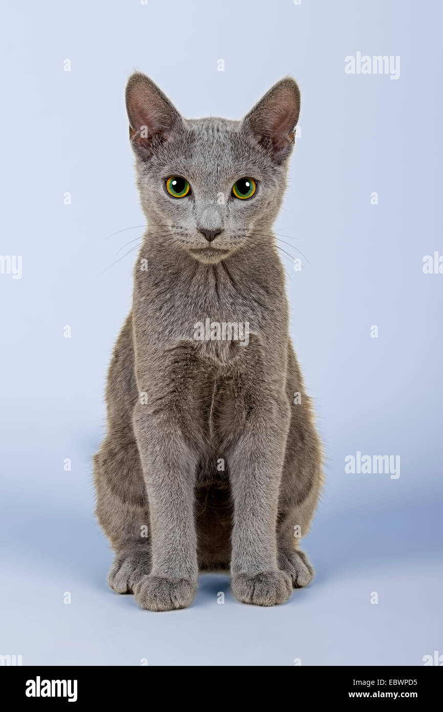 Russian blue cat green eyes hi-res stock photography and images - Alamy