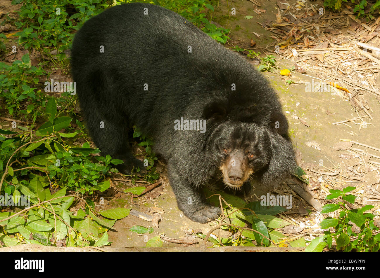 Black Bear at Rescue Centre, Kuang Si, Laos Stock Photo