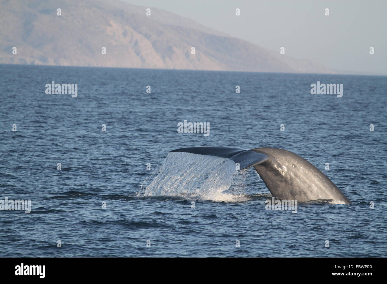 Blue Whale Tail Fluke Baja California Stock Photo