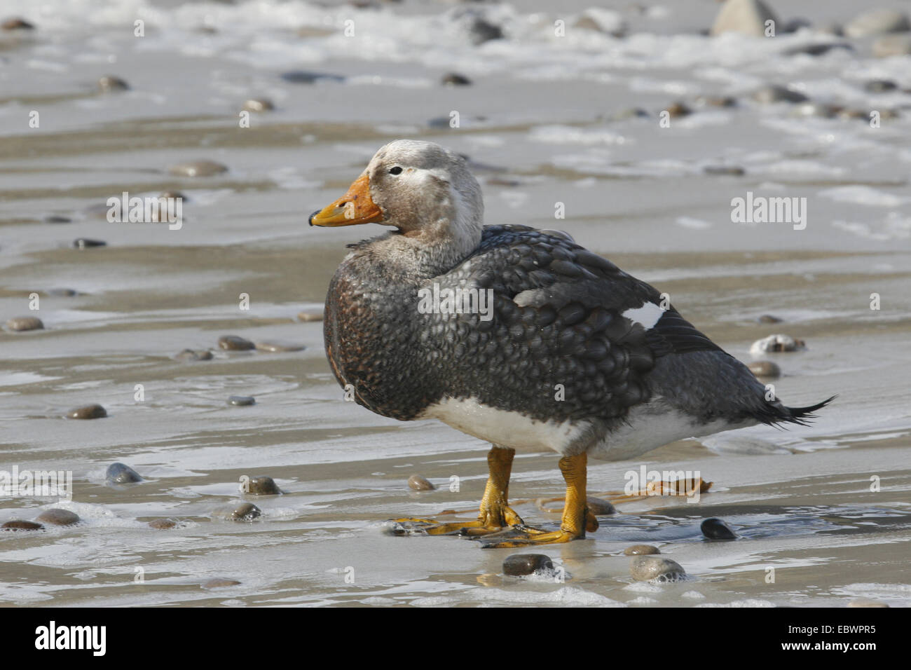 Male Steamer Duck Falkland Islands Carcass Stock Photo Alamy