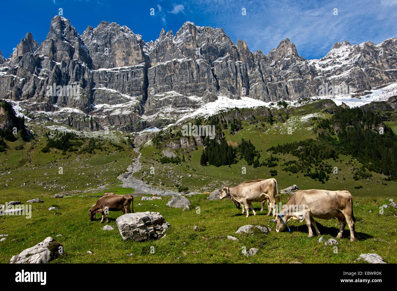 Cattle grazing on the summer pasture in the mountains, Urner Boden Alp, Urnerboden, Spiringen, Canton of Uri, Switzerland Stock Photo