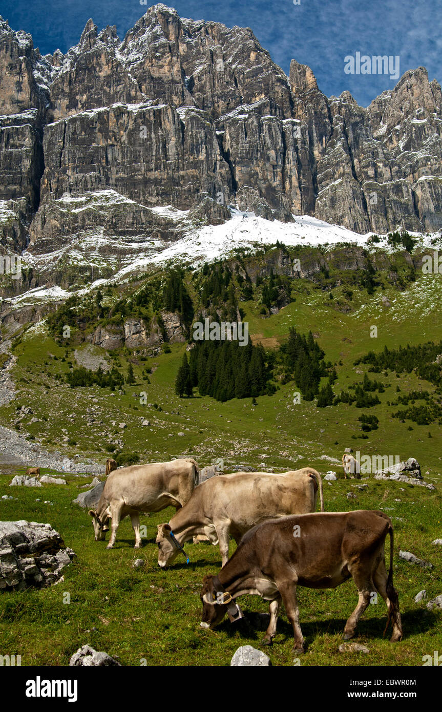 Cattle grazing on the summer pasture in the mountains, Urner Boden Alp, Urnerboden, Spiringen, Canton of Uri, Switzerland Stock Photo
