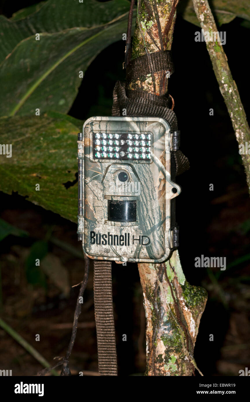 Bushnell Trophy Cam HD camera trap to record wildlife, installed at an animal crossing point, Tambopata Nature Reserve Stock Photo