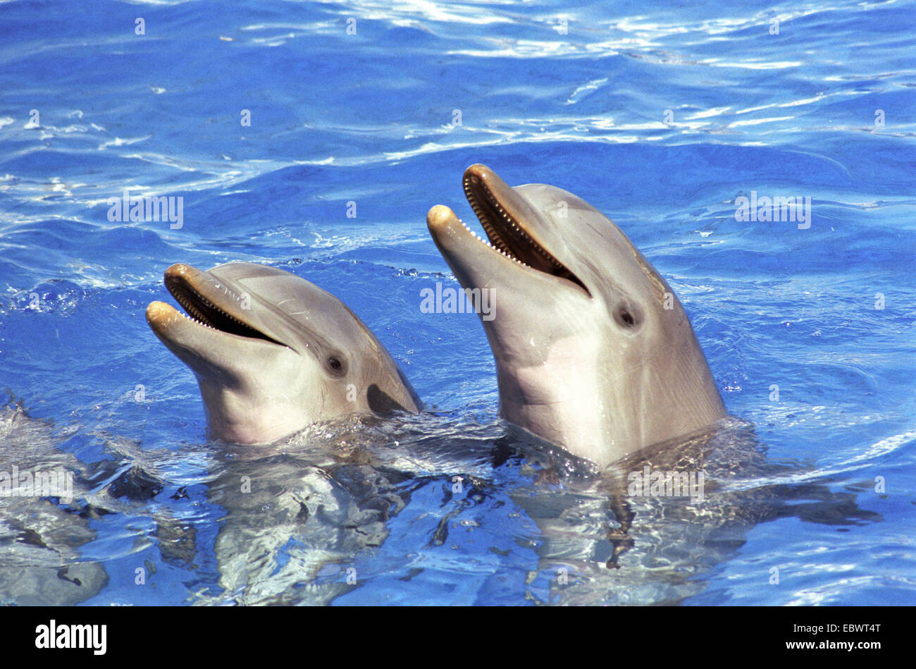 Two Bottlenose Dolphins (Tursiops truncatus) during a dolphin show at Oceanografico, Valencia, Province of Valencia, Spain Stock Photo