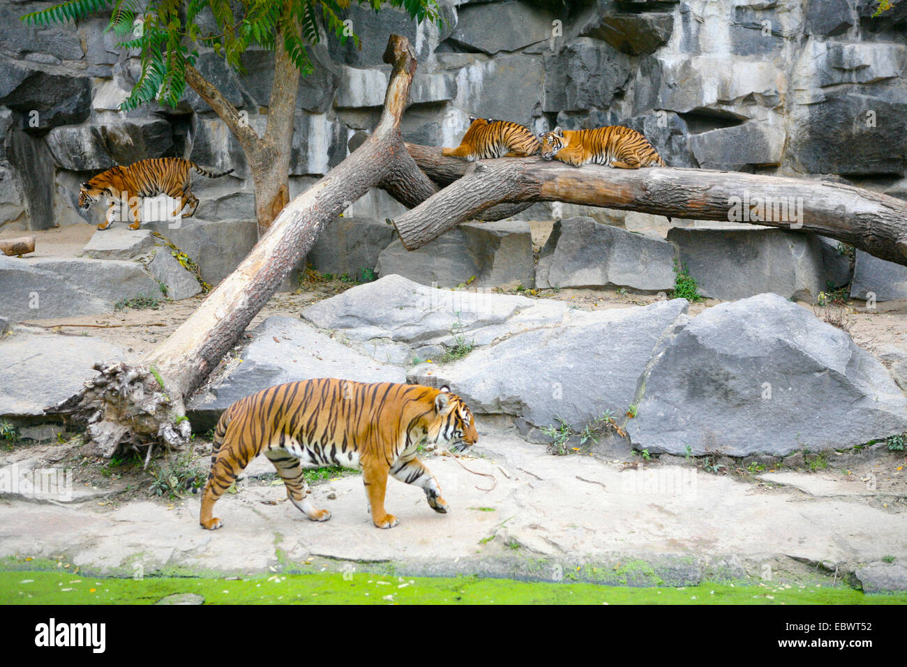 Bengal Tiger (Panthera tigris tigris) in the enclosure at Tierpark Berlin zoo, Berlin, Germany Stock Photo