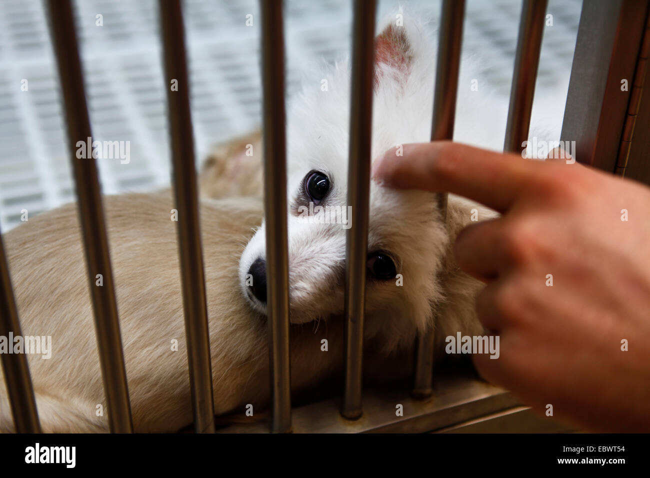 Animal Shelter Stock Photos & Animal Shelter Stock Images - Alamy