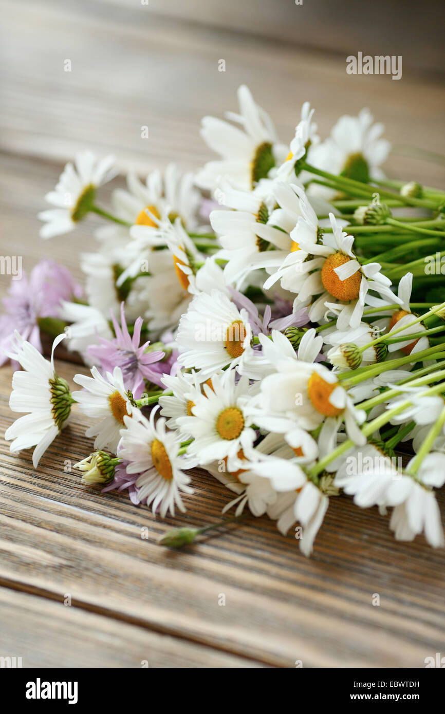 Fresh camomile on the boards, beautiful flowers Stock Photo