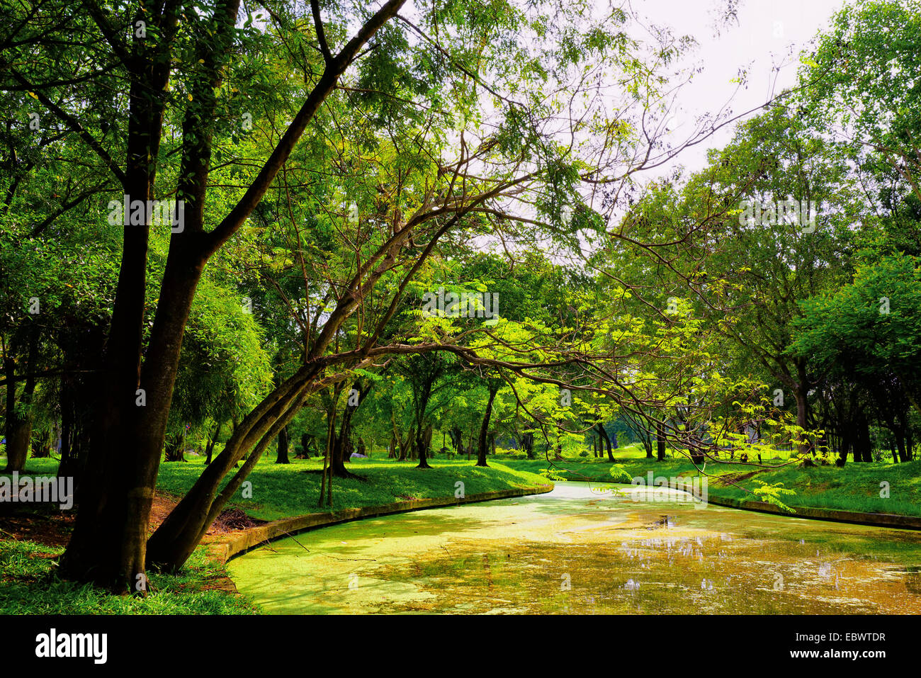 View of green trees in the park Stock Photo - Alamy