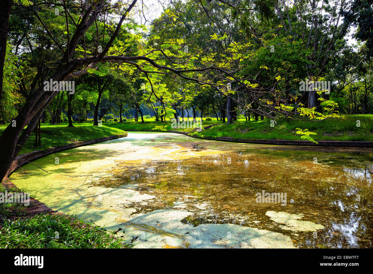 View of green trees in the park Stock Photo - Alamy