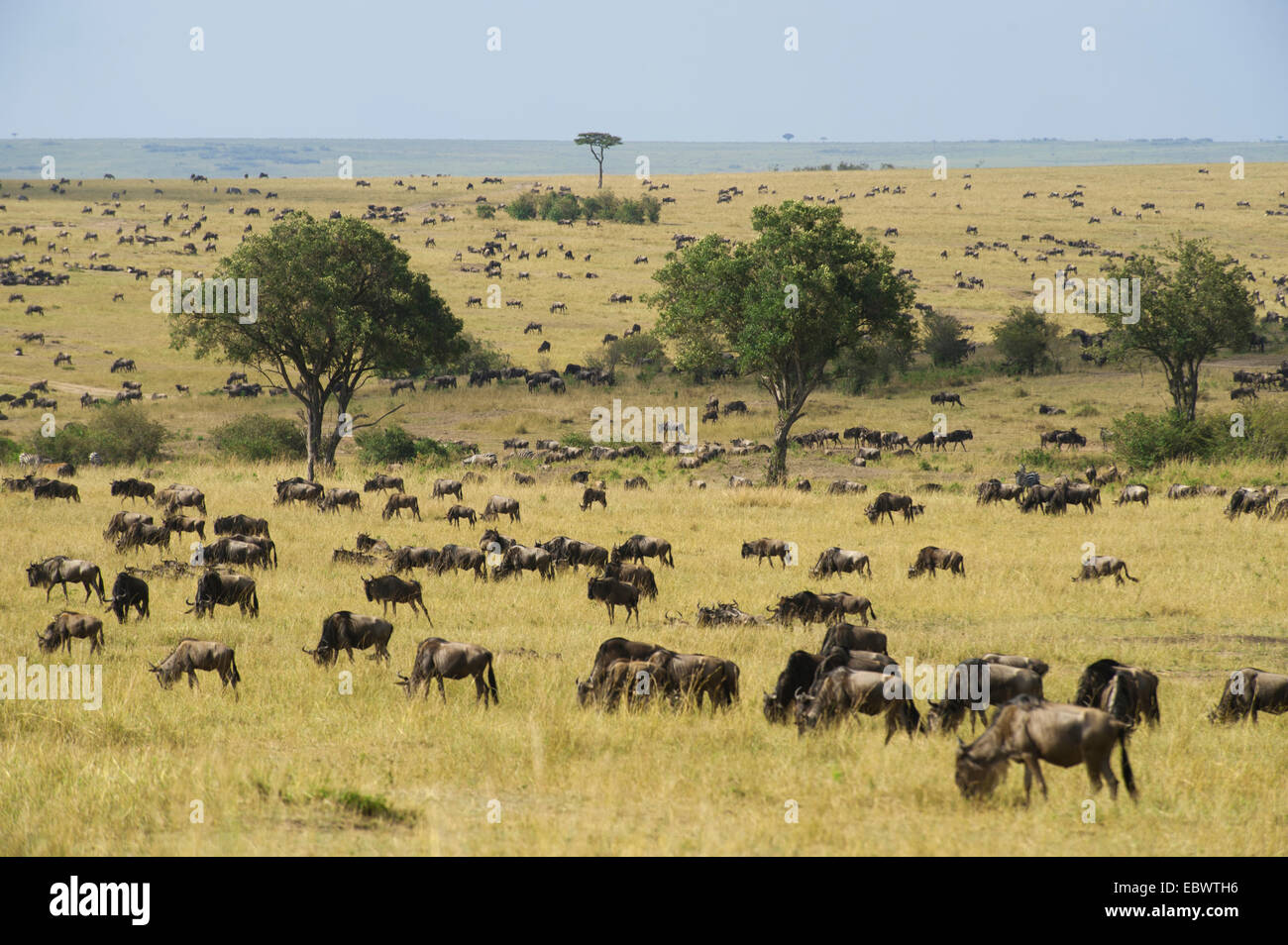 Landscape of the Maasai Mara with grazing herds of Blue Wildebeest (Connochaetes taurinus), Massai Mara, Kenya Stock Photo
