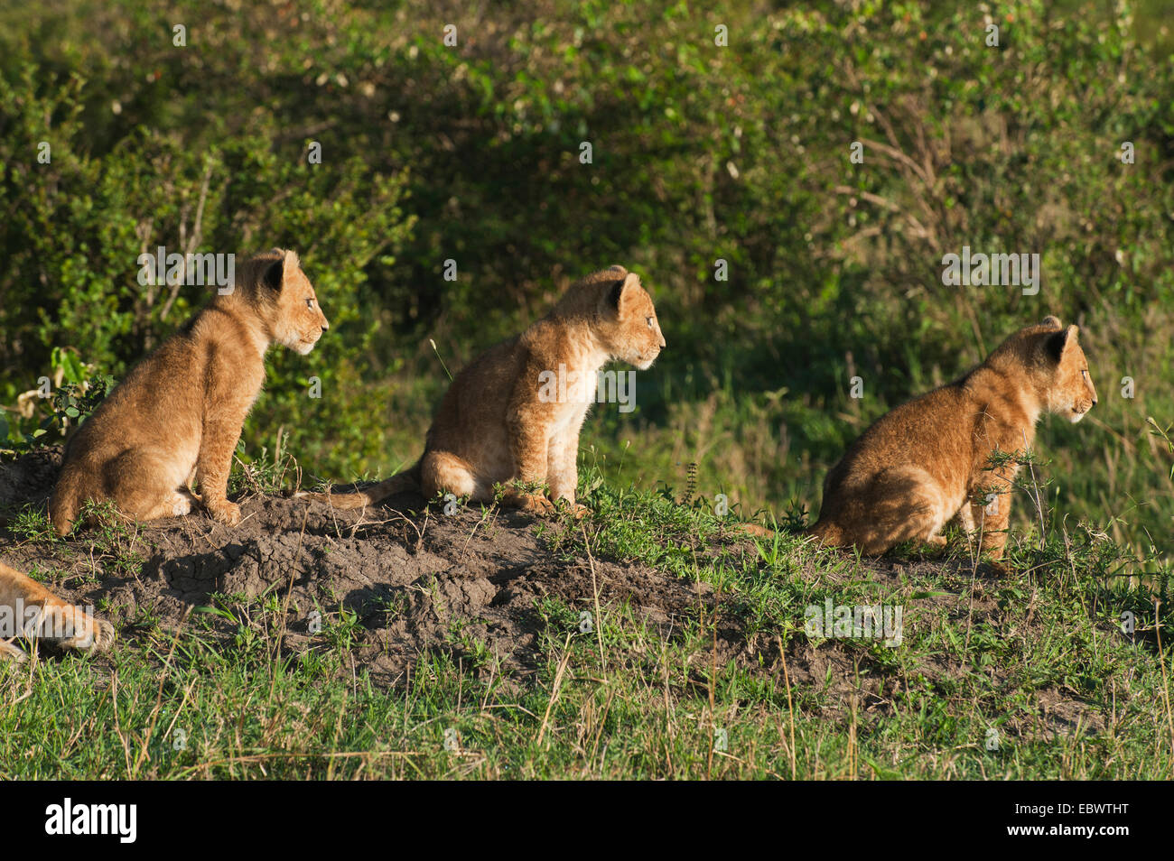 Three lion cubs (Panthera leo) sitting on grass in the early morning light, Massai Mara, Serengeti, Rift Valley province, Kenya Stock Photo