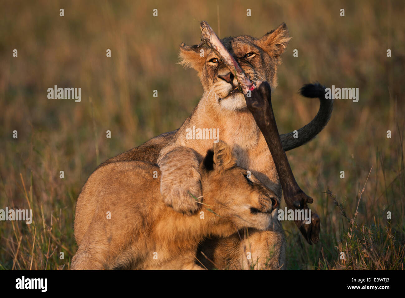 Young Lions (Panthera leo) romping about, Massai Mara, Serengeti, Rift Valley province, Kenya Stock Photo