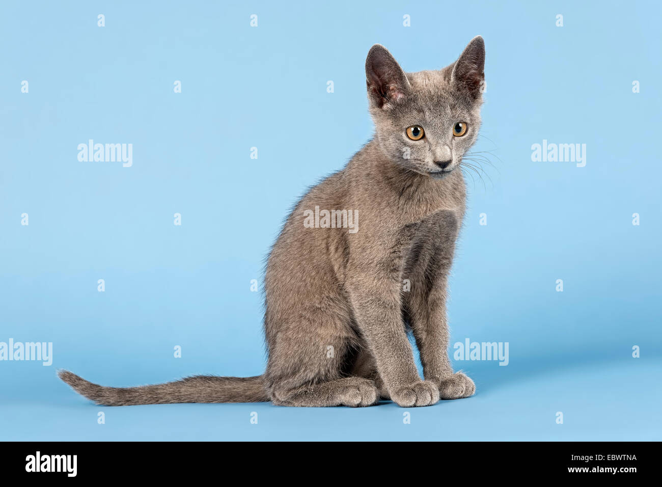 Russian Blue cat, kitten, 10 weeks Stock Photo