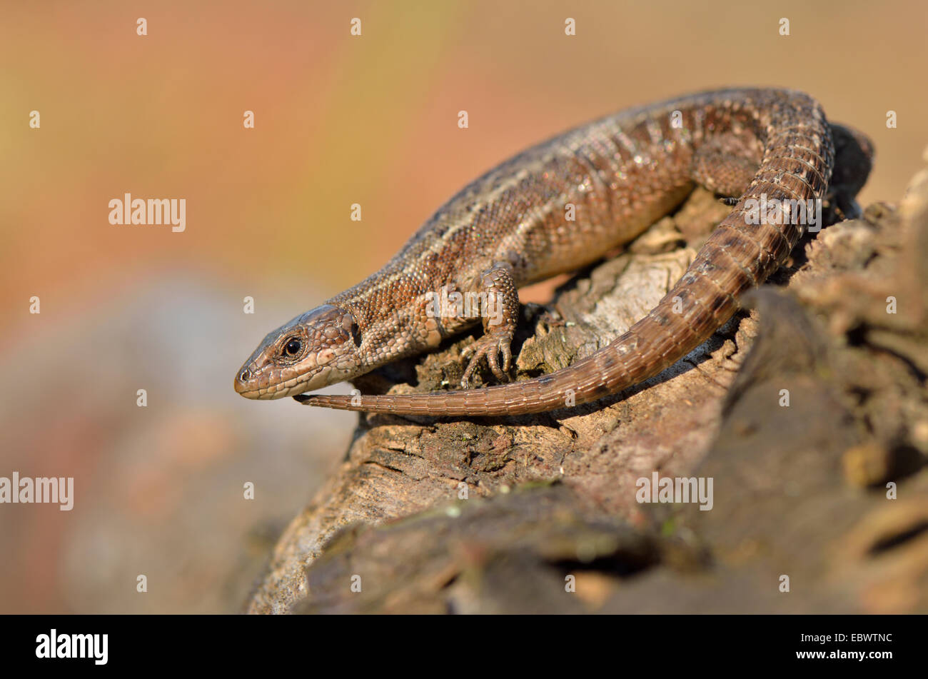 Pregnant Viviparous lizard (Zootoca vivipara), sunbathing on wooden stump, Dortmund, North Rhine-Westphalia, Germany Stock Photo