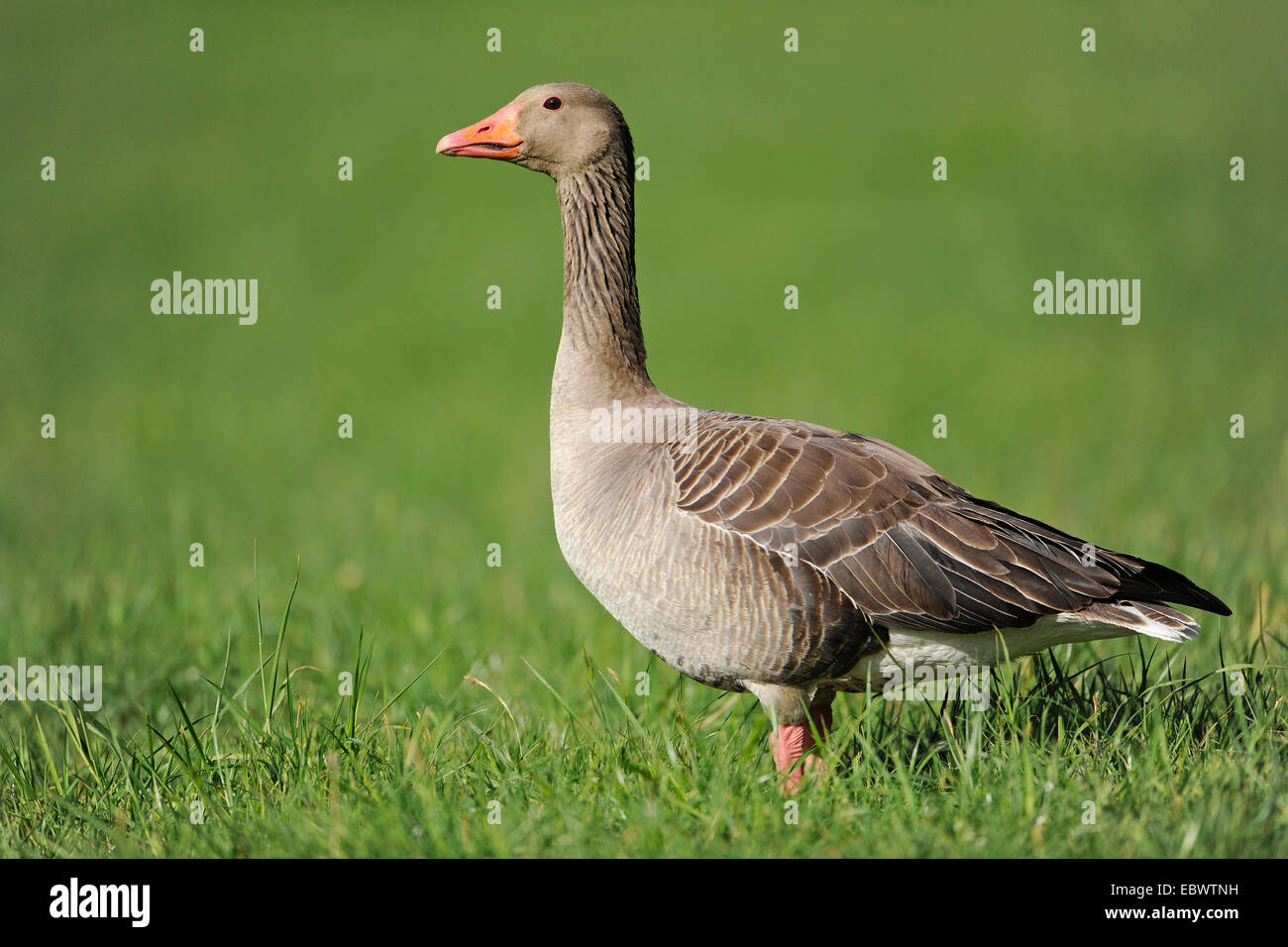 Greylag Goose (Anser anser) standing in a meadow, Thuringia, Germany Stock Photo