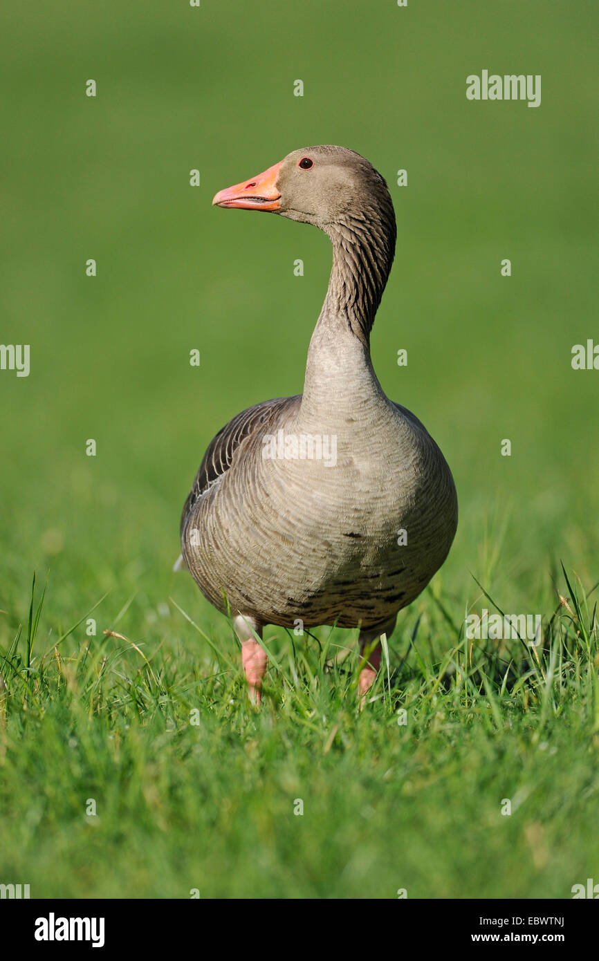 Greylag Goose (Anser anser) standing in a meadow, Thuringia, Germany Stock Photo
