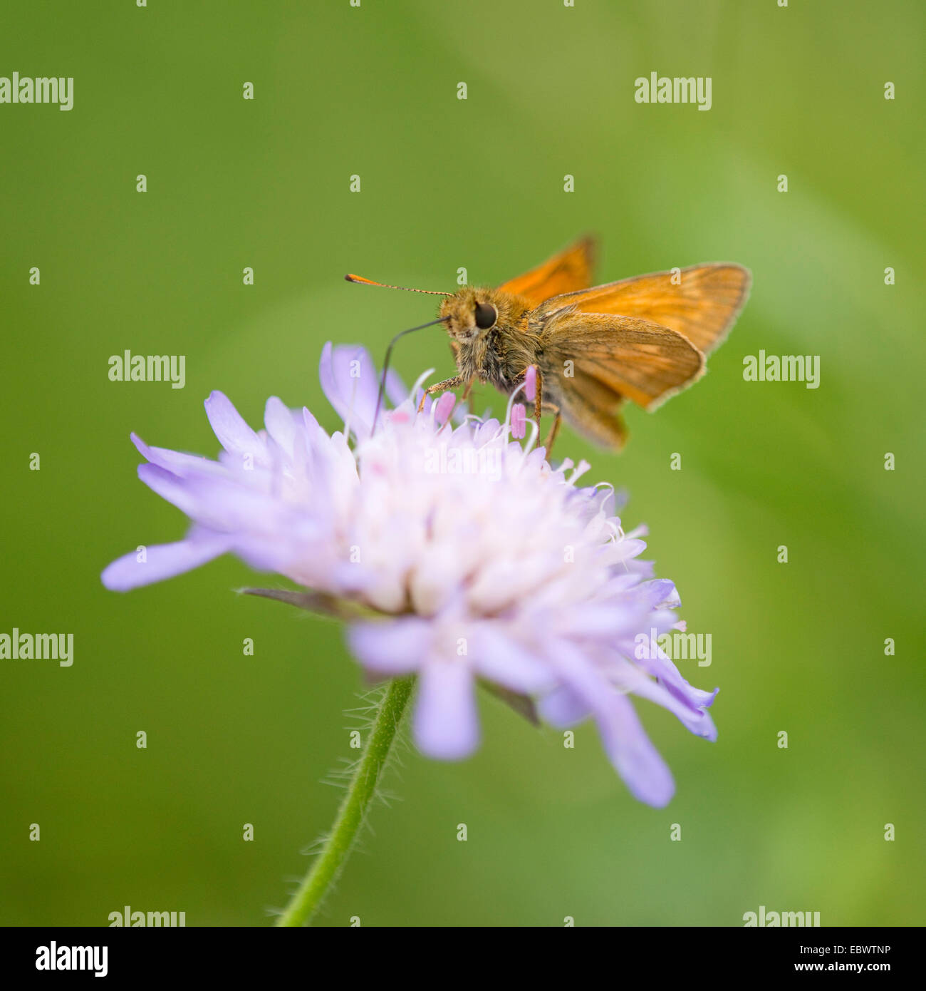 Large Skipper Butterfly (Ochlodes sylvanus, Ochlodes venatus) sucking nectar from a flower of a Field Scabious (Knautia Stock Photo