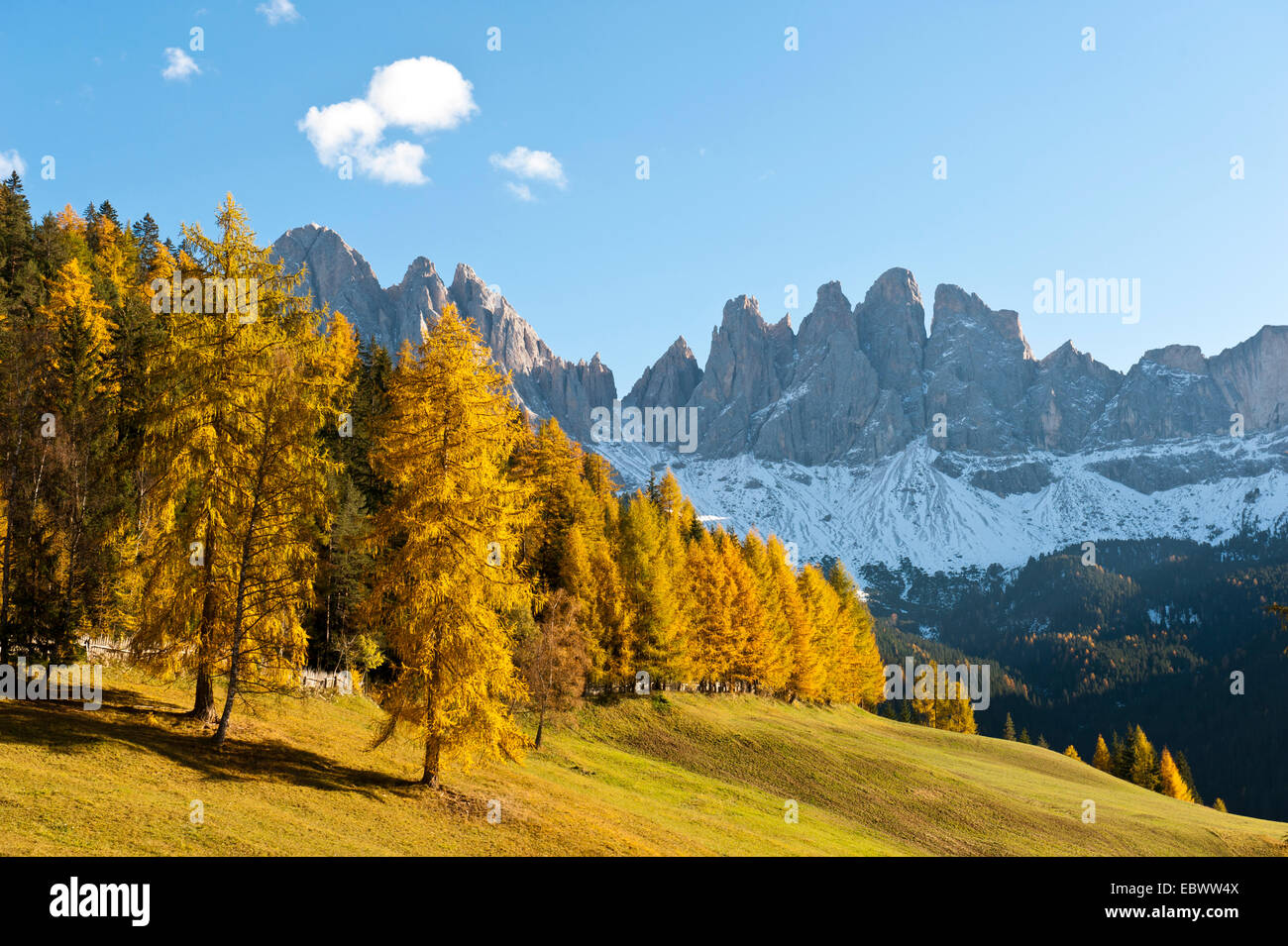 European larch (Larix decidua), mountain forest in autumn, Geisler, Odle group, Puez Nature Park, Dolomites, Alps, Funes Stock Photo