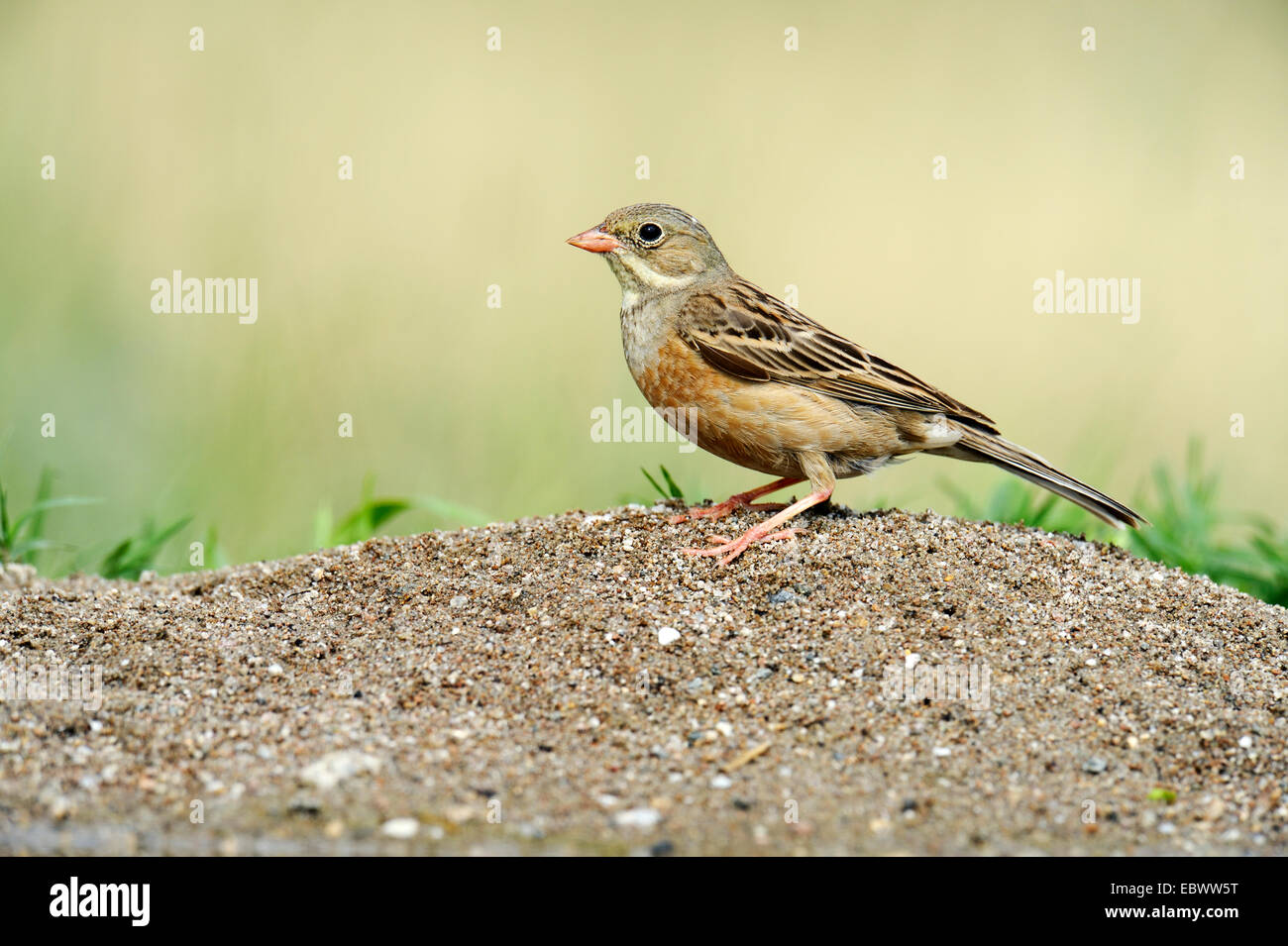 Ortolan Bunting (Emberiza hortulana), Rhodopes, Bulgaria Stock Photo