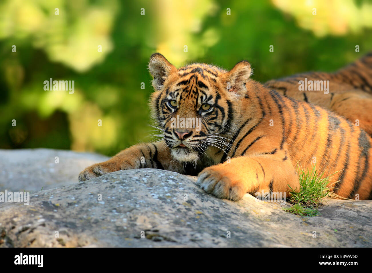 Sumatran Tiger (Panthera tigris sumatrae), young, native to Asia, captive, Krefeld, North Rhine-Westphalia, Germany Stock Photo