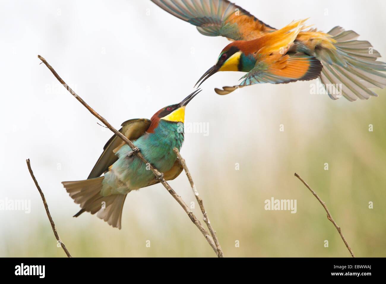 Bee-eater (Merops apiaster) approaching a twig, Saxony-Anhalt, Germany Stock Photo