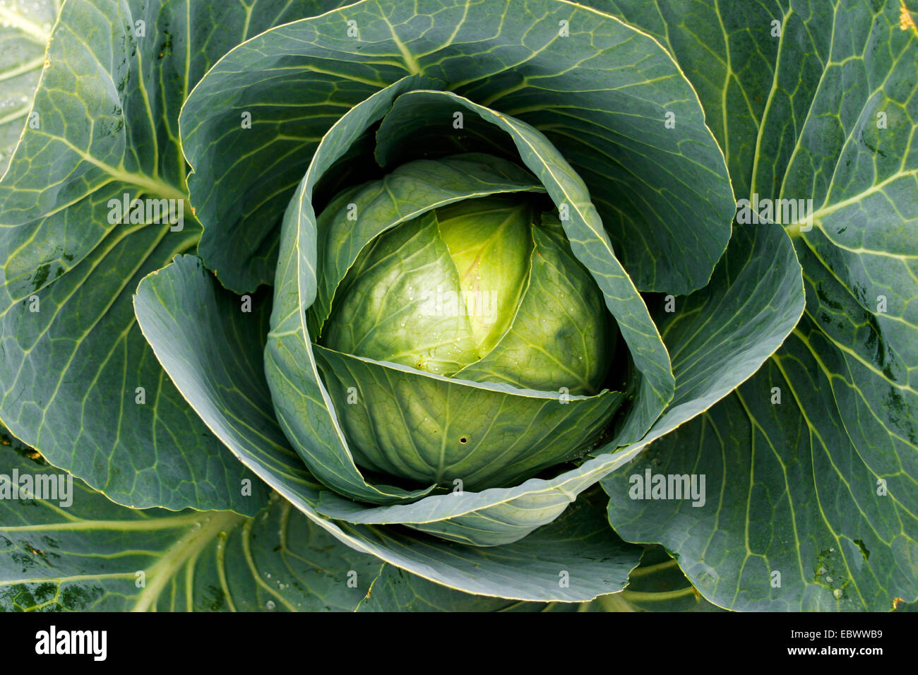 Brassica oleracea capitata alba hires stock photography and images Alamy