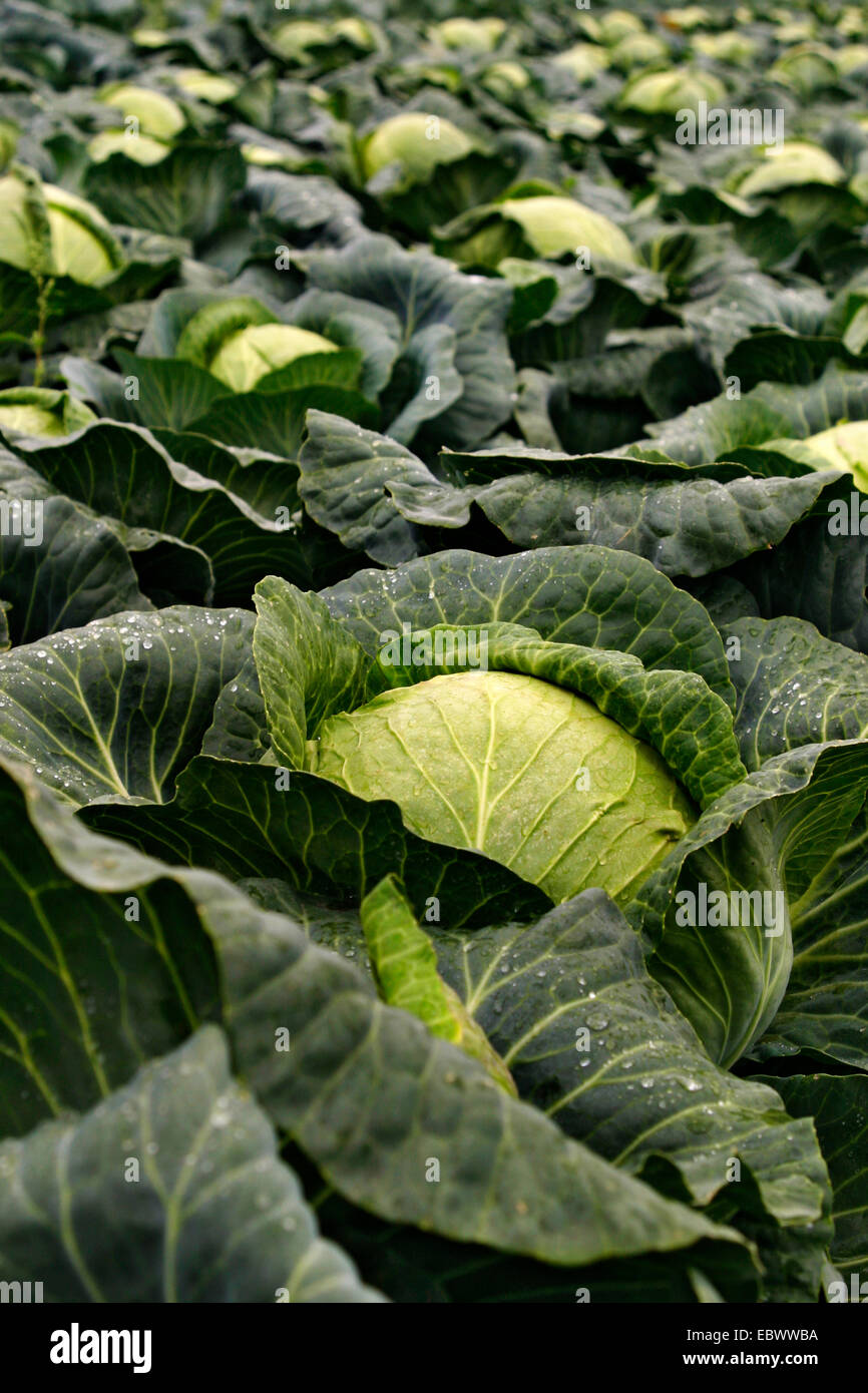 Brassica oleracea capitata alba hires stock photography and images Alamy