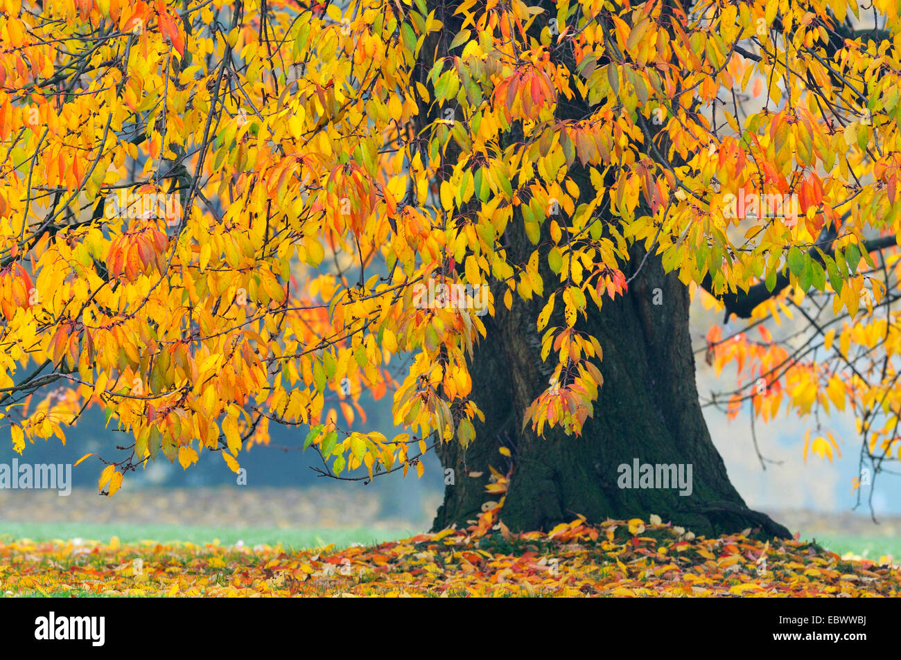 Wild cherry, Sweet cherry, gean, mazzard (Prunus avium), cherry tree in autumn, Germany Stock Photo