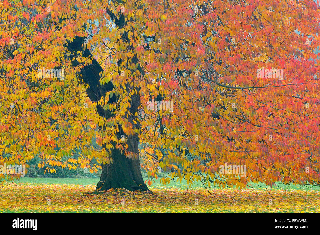 Wild cherry, Sweet cherry, gean, mazzard (Prunus avium), cherry tree in autumn, Germany Stock Photo