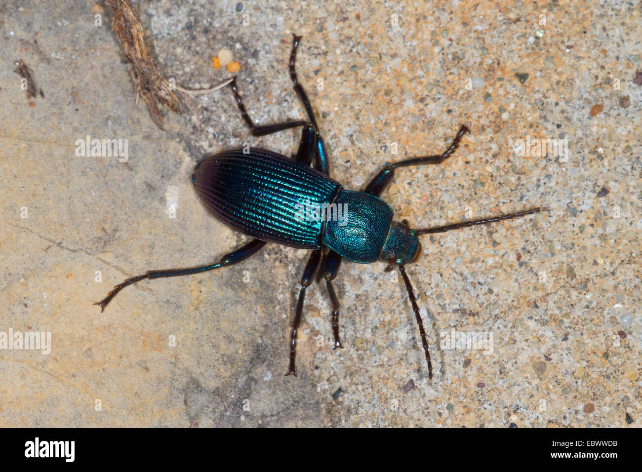 darkling beetles, flour beetles, mealworm beetles (Tenebrionidae, cf. Stenomax), on a stone, Croatia, Istria Stock Photo