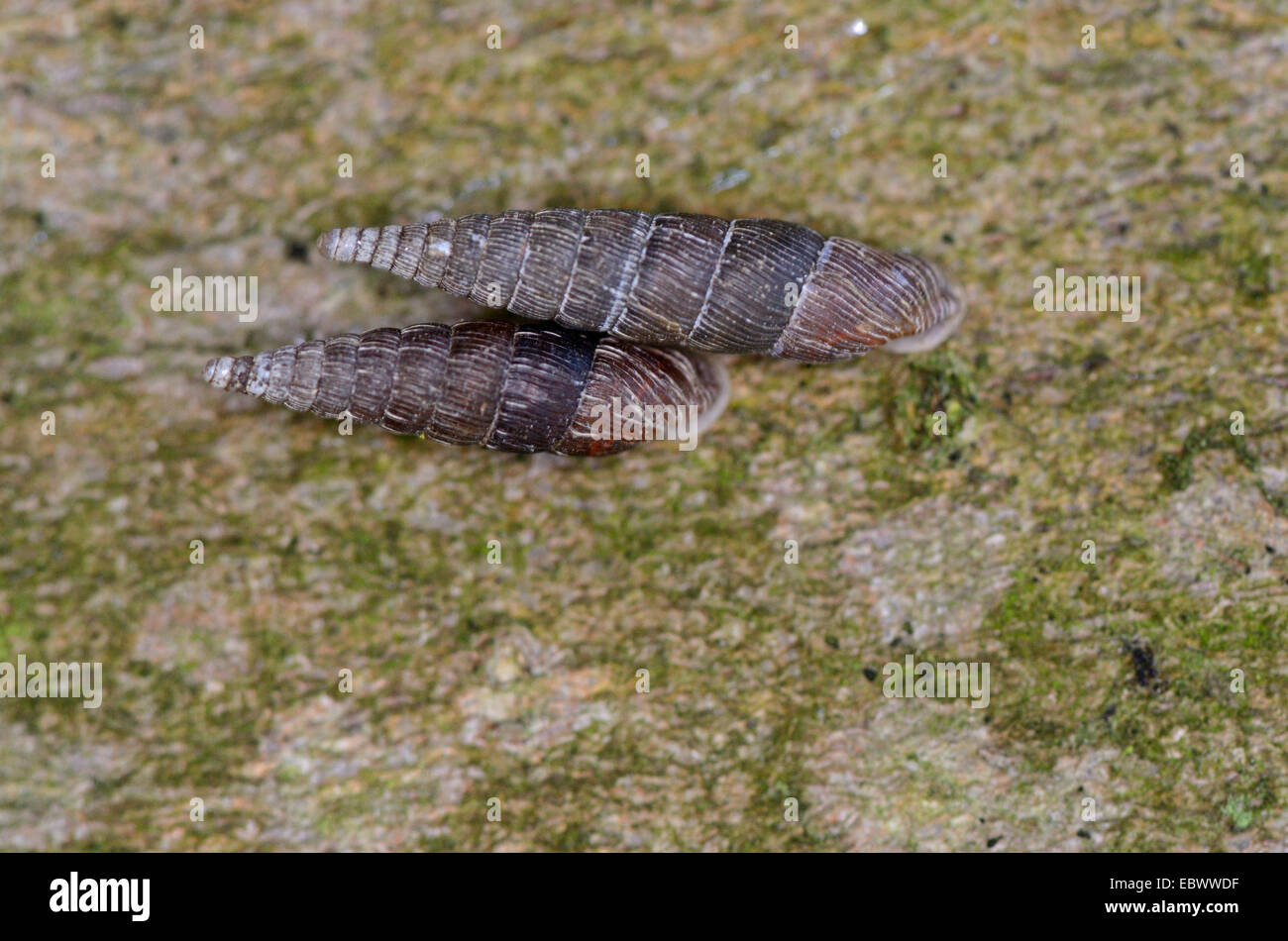 door snails, clausiliids (Clausiliidae), on bark, found in an alder ash forest, Germany, North Rhine-Westphalia, Ruhr Area, Essen Stock Photo