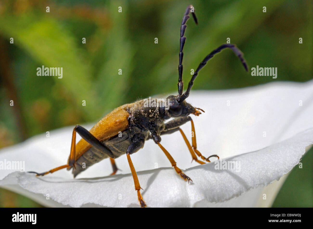 Red Longhorn Beetle (Anoplodera rubra, Stictoleptura rubra, Leptura rubra, Corymbia rubra, Aredolpona rubra), on a bindweed flower, Germany, North Rhine-Westphalia Stock Photo