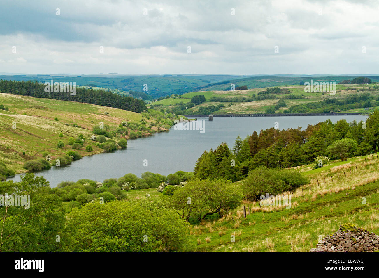 Welsh landscape, lake of Cray Reservoir in valley surrounded by trees & fields of golden grass in Brecon Beacons National Park Stock Photo