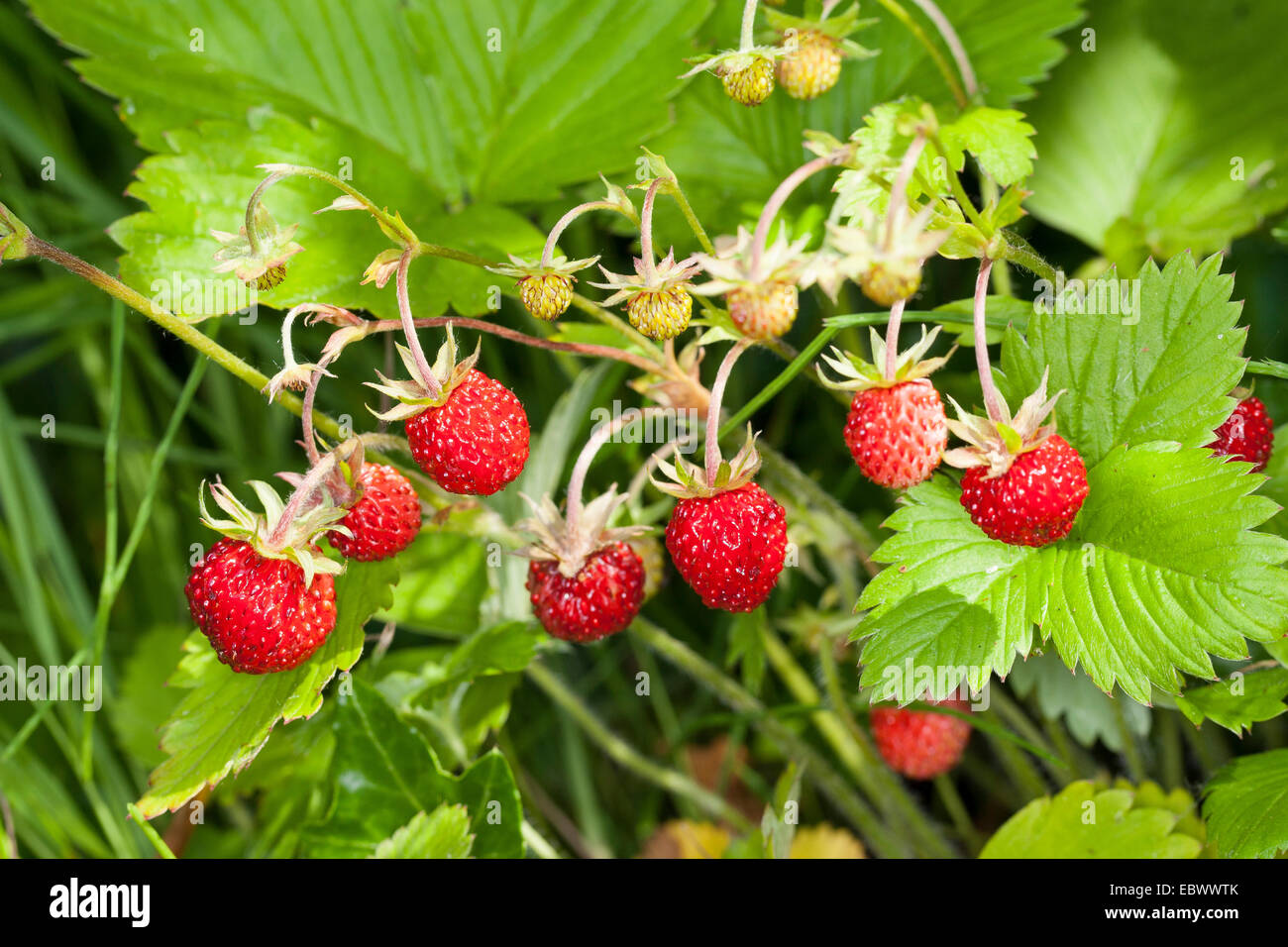 wild strawberry, woodland strawberry, woods strawberry (Fragaria vesca), with ripe fruits, Germany Stock Photo