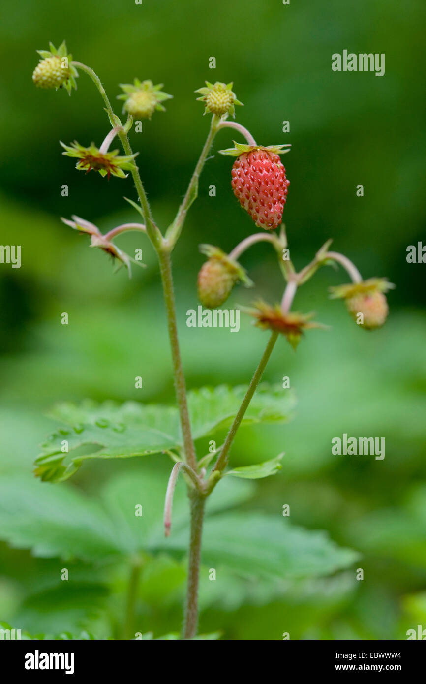 wild strawberry, woodland strawberry, woods strawberry (Fragaria vesca), immature and mature fruits, Germany Stock Photo