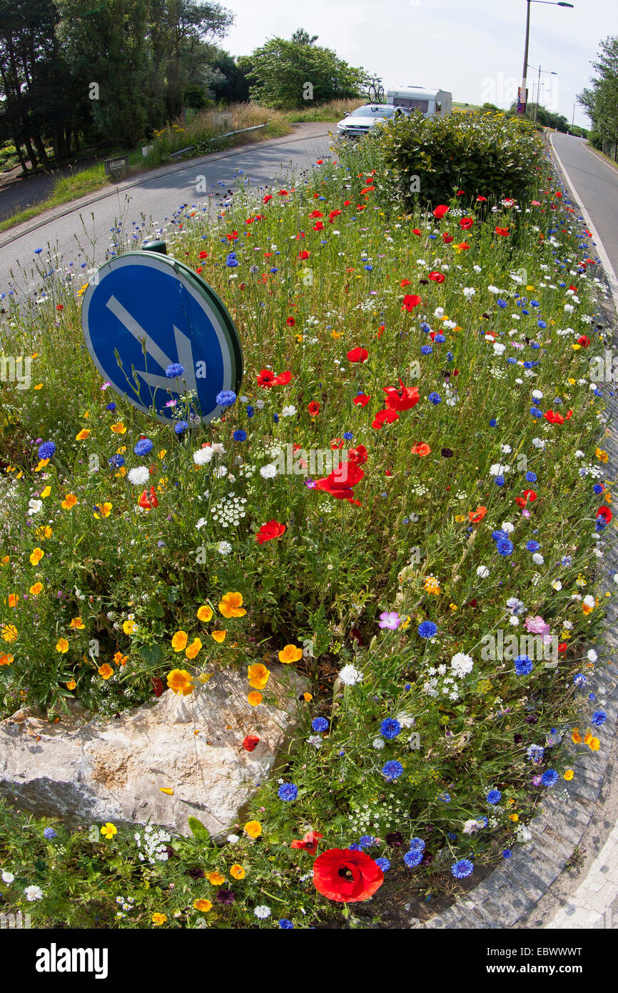 flower meadow on a traffic island with cornflower, poppy and , Germany Stock Photo