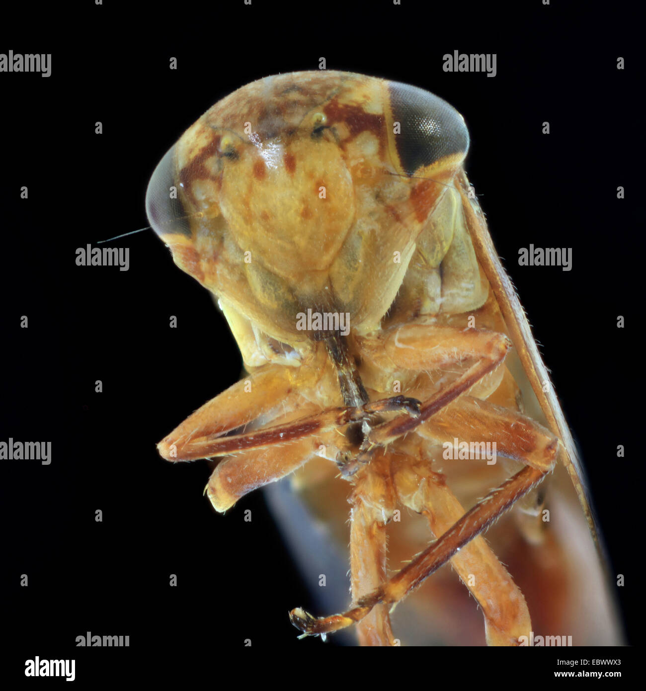 Leaf hopper (Cicadellidae), macro shot of the front part of a cicada from below Stock Photo