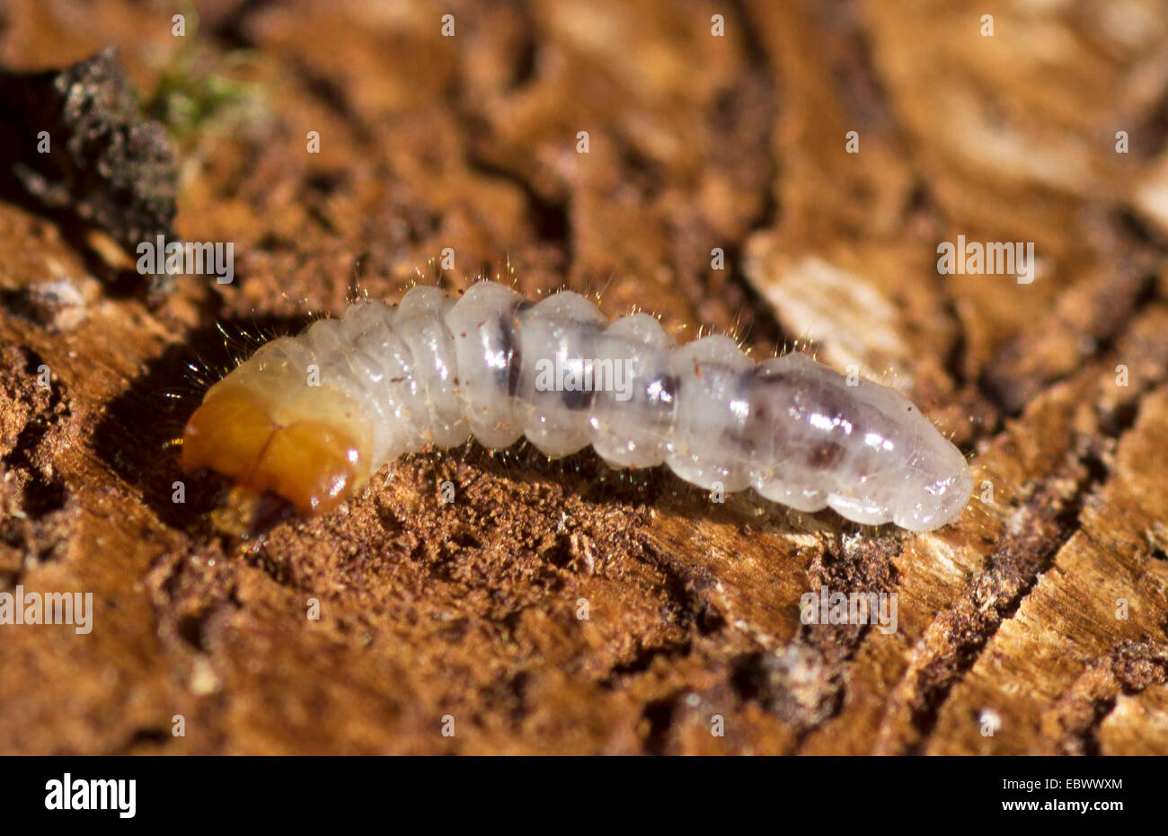 longhorn beetles, long-horned beetles (Cerambycidae), larva, Germany, Bavaria, Oberbayern, Upper Bavaria Stock Photo