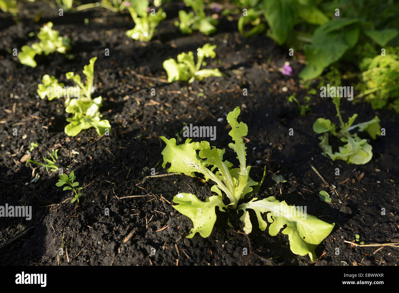 garden lettuce (Lactuca sativa), Lettuce plants growing in a garden in