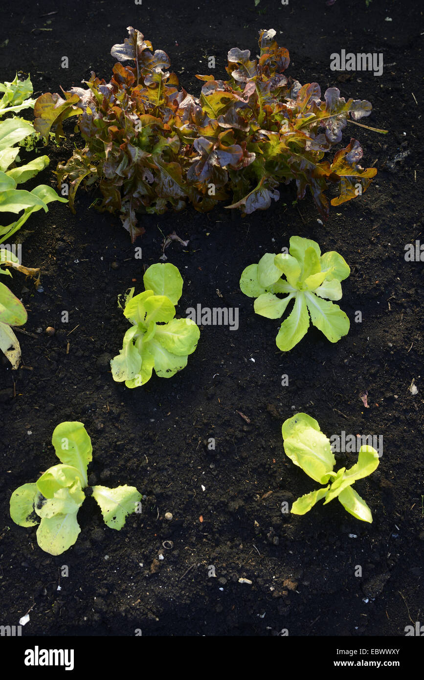 garden lettuce (Lactuca sativa), Lettuce plants growing in a garden in