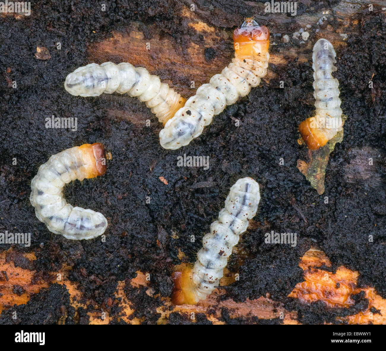 longhorn beetles, long-horned beetles (Cerambycidae), larvae, Germany, Bavaria Stock Photo